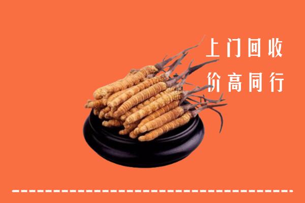 红河州回收散虫草
